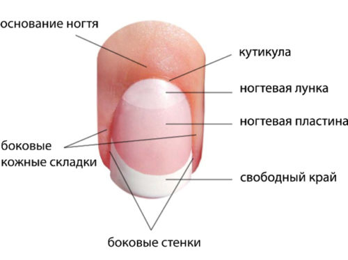 Ногтевая пластина: строение, деформация, болезни и их лечение