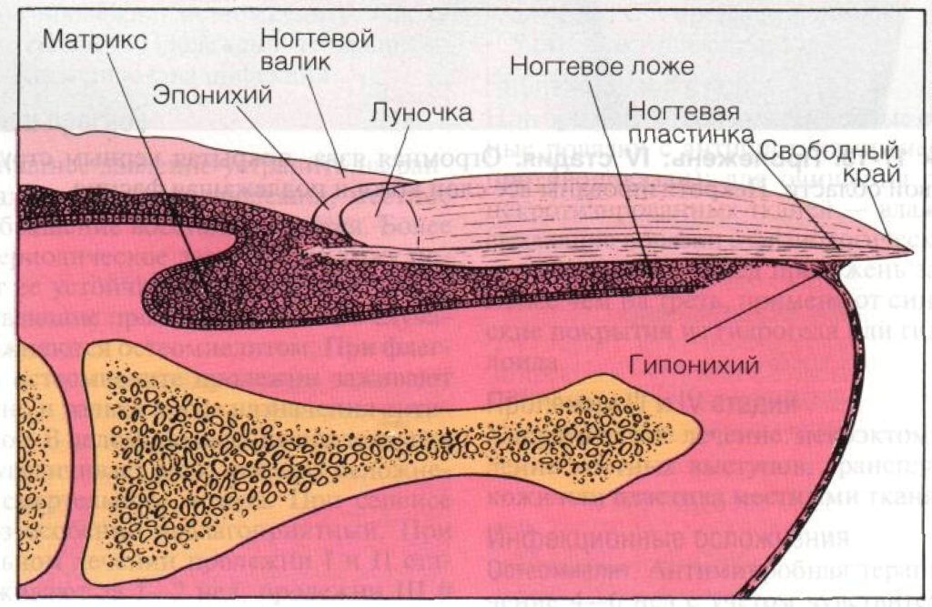 Отслоение ногтя от ногтевого ложа фото